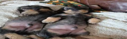 Miniature Dachshund dogs for sale: Five miniature Wire Haired Dachshund puppies - Advert 7