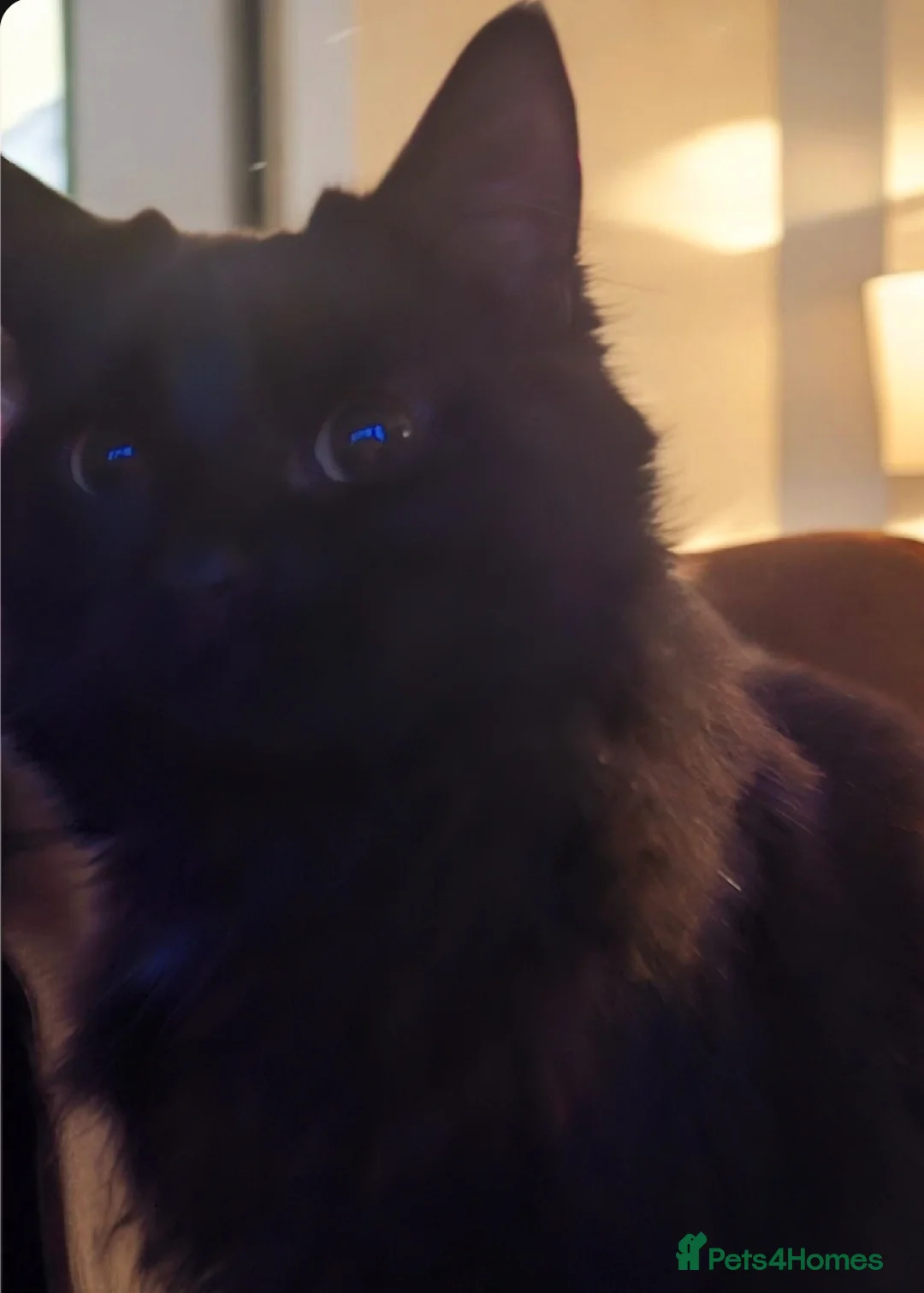 Domestic Shorthair cats for adoption: Lovely Bonded Pair looking for a very special home - Advert 7