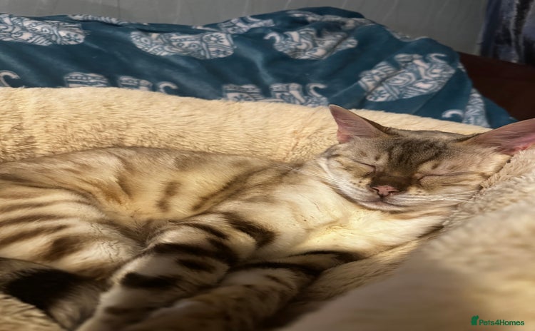 Bengal cats - Advert 1