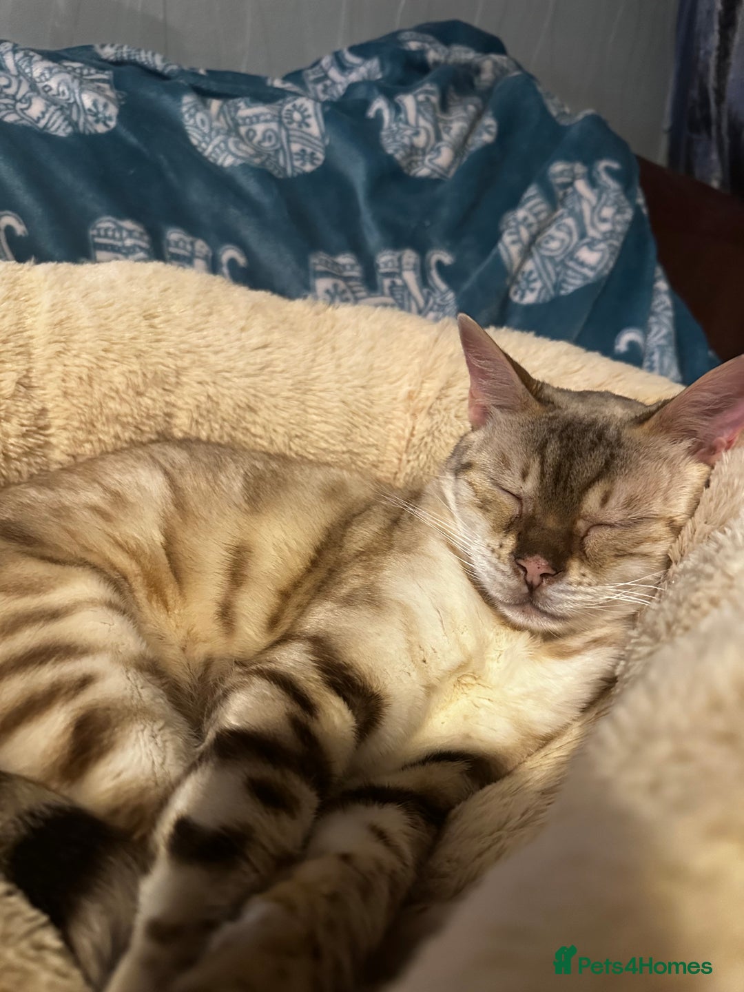 Bengal cats for sale: Purrlicious Sheba  - Image 1