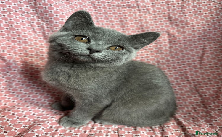 Brazilian Shorthair cats - Advert 1