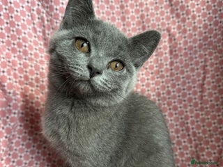 Brazilian Shorthair cats - Advert 5