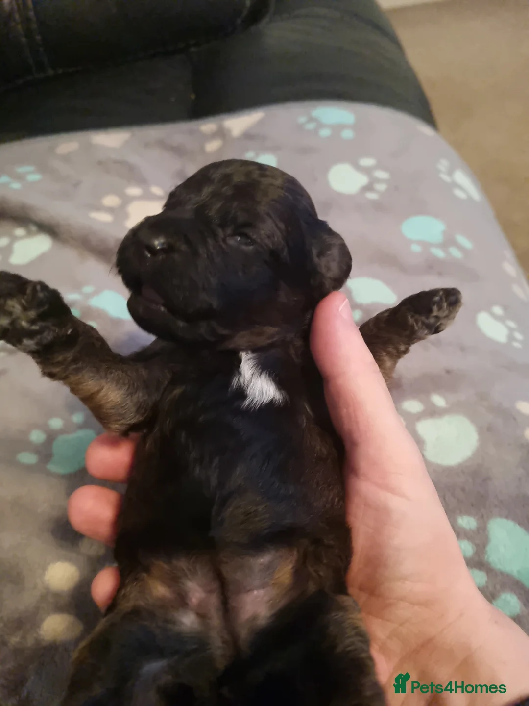 Cockapoo dogs for sale: Cockapoo puppies looking for their forever homes - Advert 29