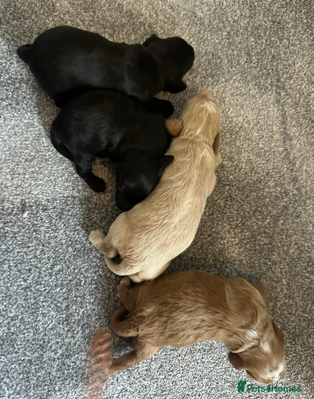 Cockapoo dogs for sale: Adorable Cockapoos’s looking for family homes - Advert 7