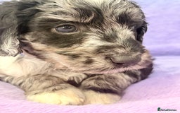 Mini Goldendoodle dogs for sale: Gorgeous Mini Goldendoodles By Therapy Asst Mom - Image 7