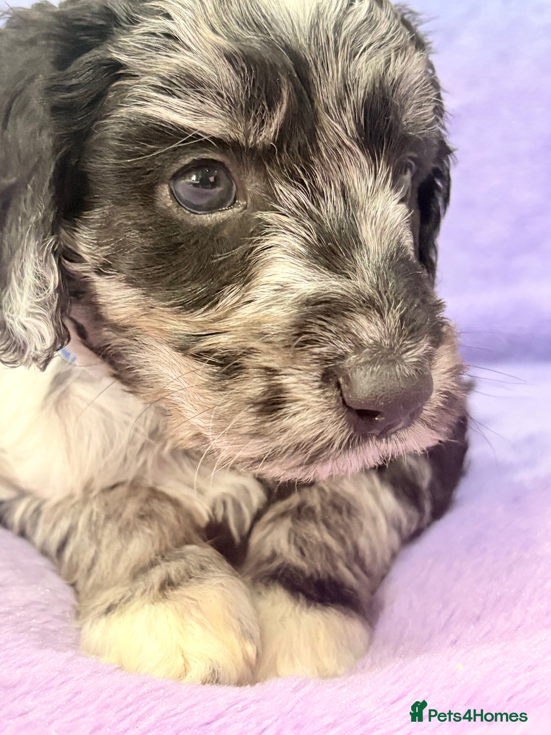 Mini Goldendoodle dogs for sale: Gorgeous Mini Goldendoodles By Therapy Asst Mom - Image 7