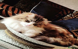 Ragdoll cats for sale: Loving pair of cats  - Image 2
