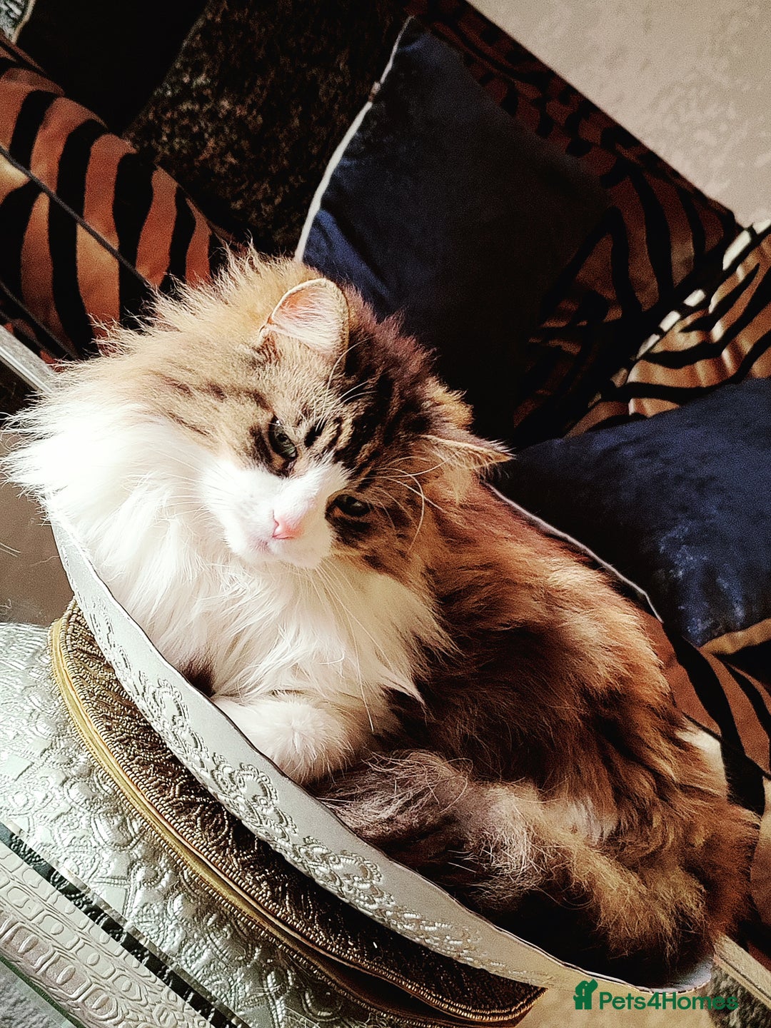 Ragdoll cats for sale: Loving pair of cats  - Image 2