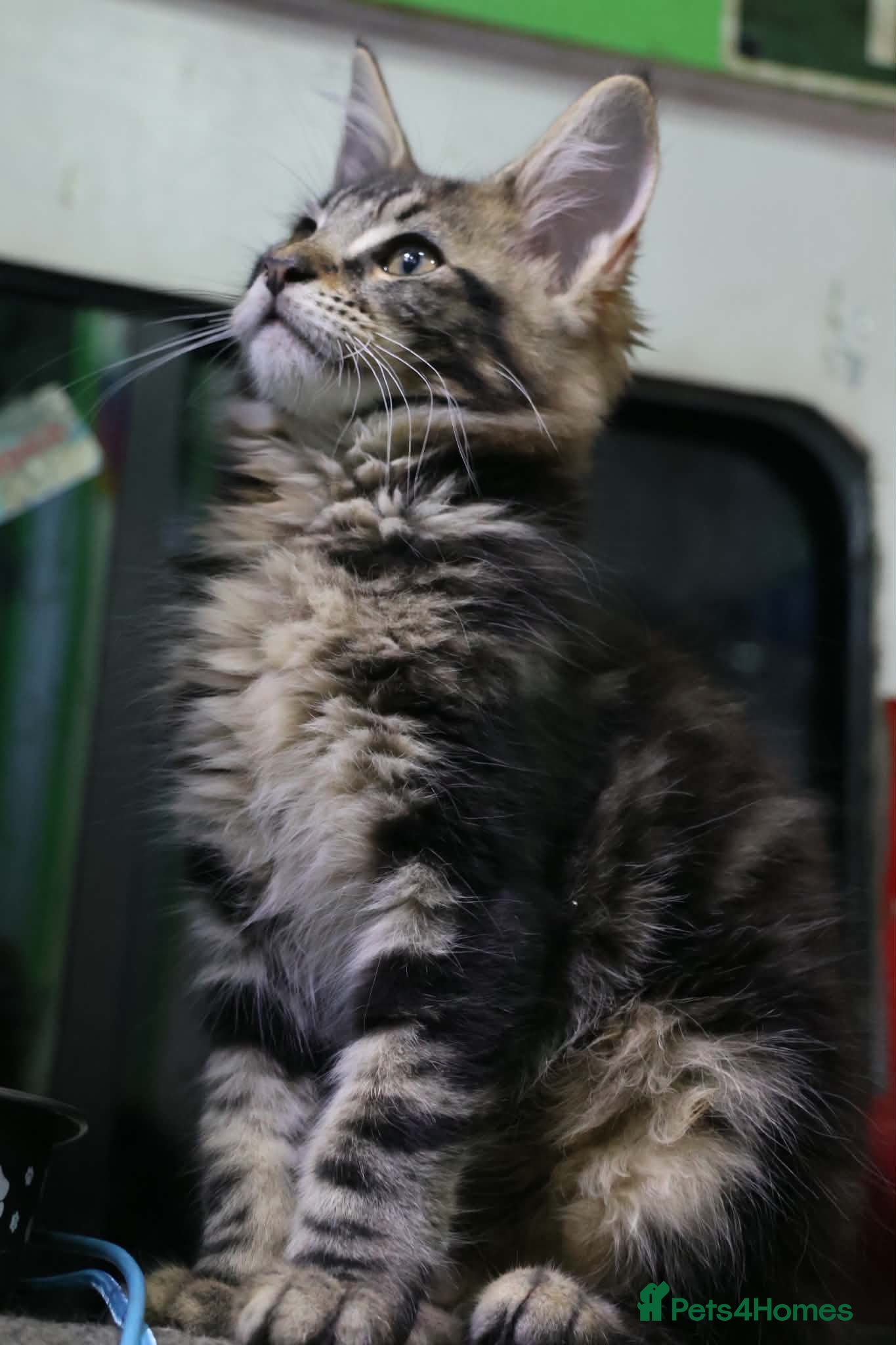 Maine Coon cats Maine coon kittens pure American Maine coon  - Advert 1