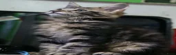 Maine Coon cats for sale: Maine coon kittens pure American Maine coon  - Advert 1