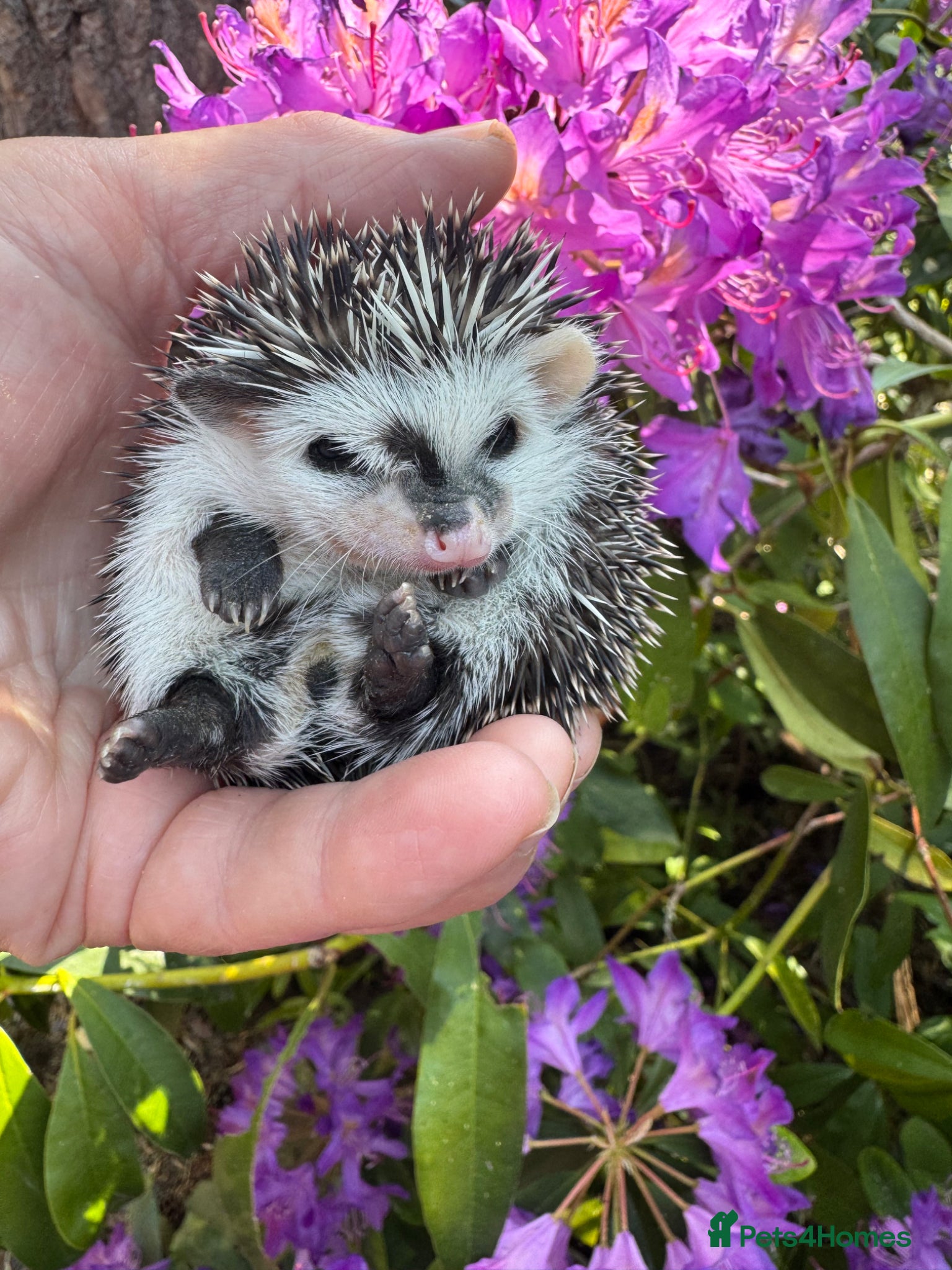 Pygmy Hedgehog rodents 8 week hoglets READY  with/ without set up  - Advert 1