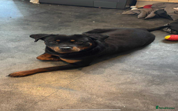 Rottweiler dogs for sale: Bella boo is looking for a home 🏠  - Image 1