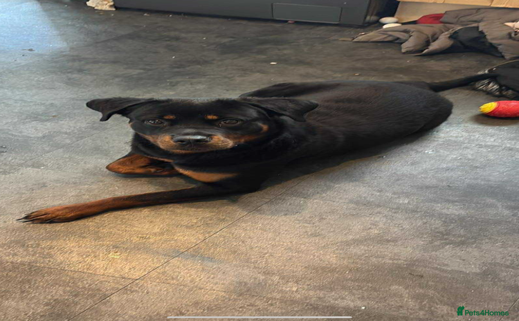 Rottweiler dogs - Advert 1