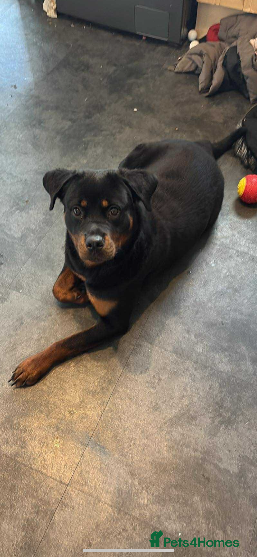 Rottweiler dogs for sale: Bella boo is looking for a home 🏠  - Image 1