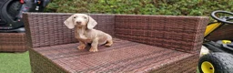 Miniature Dachshund dogs for sale:  Beautiful Mini dachshund   - Advert 13