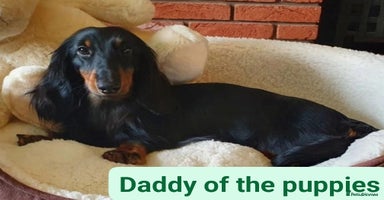 Dachshund dogs - Advert 5