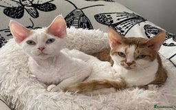 Devon Rex cats for sale: Beautiful Devon Rex Kittens for Sale  - Image 2