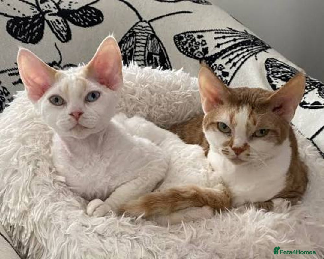 Devon Rex cats for sale: Beautiful Devon Rex Kittens for Sale  - Image 2