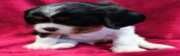 Cavalier King Charles Spaniel dogs for sale: Healthy & House-Trained Cavalier King Charles  in Brighton - Advert 8