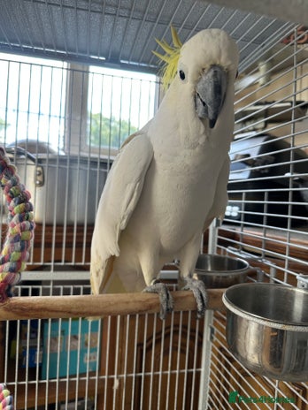 Cockatoo birds - Advert 6
