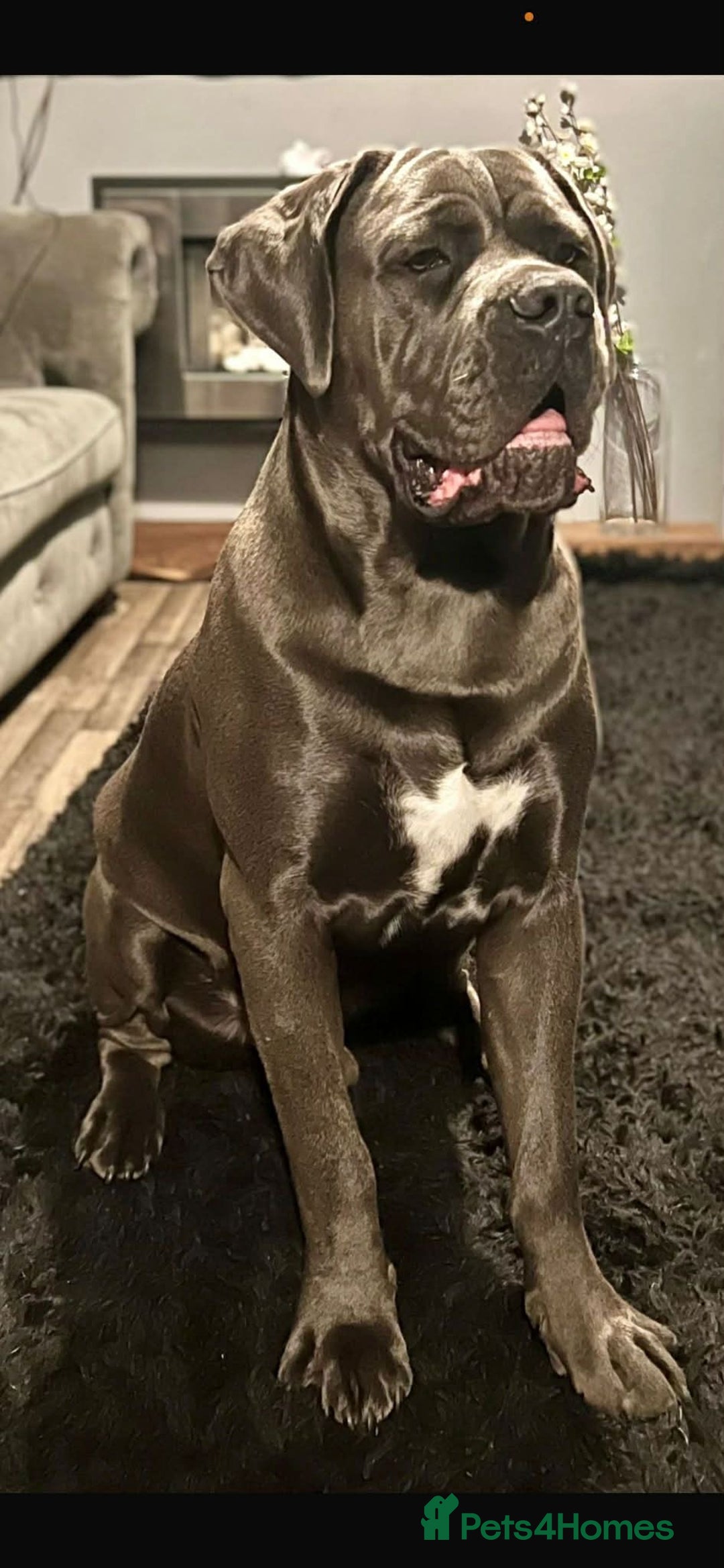 Cane Corso dogs for sale: Outstanding cane corso pups 🐶  - Advert 2
