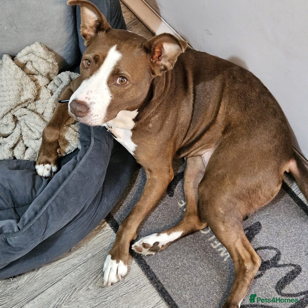 Mixed Breed dogs for adoption: Urgent 🚨 No Fee HELP Foster Home Needed  in Hengoed - Advert 12