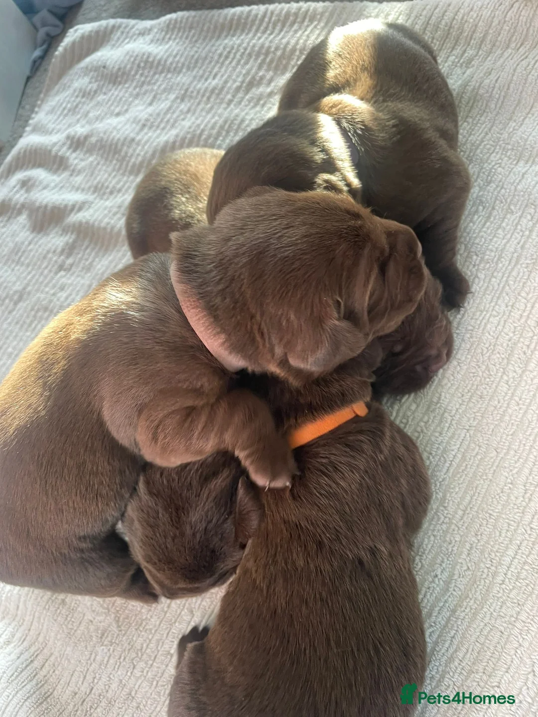 Labrador Retriever dogs for stud: KC fully tested Choc Labrador Stud in Bicester - Advert 10