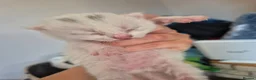 Mixed Breed cats for sale: 5 little kittens - Advert 17