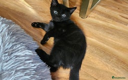 British Shorthair cats for sale: Kittens in Northampton - Image 15