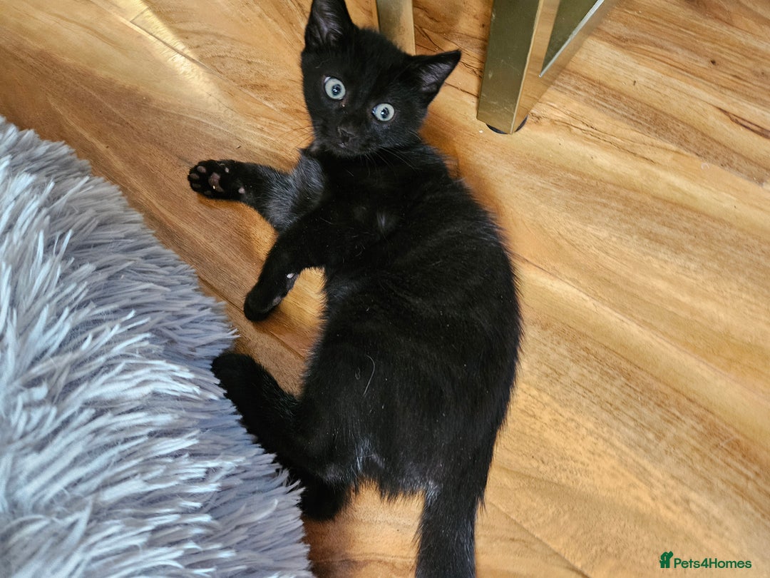 British Shorthair cats for sale: Kittens in Northampton - Image 15