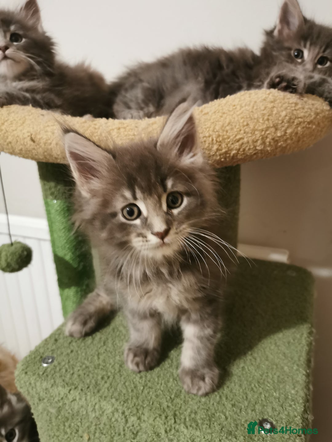 Maine Coon cats for sale: Full pedigree Maine Coon kittens for sale  - Advert 3