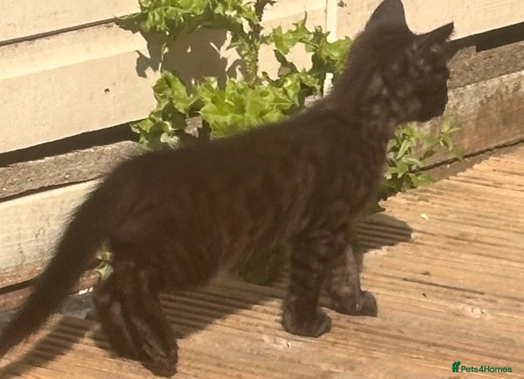 Savannah cats for sale: Savannah Kittens - Image 20