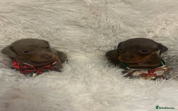 Miniature Dachshund dogs for sale: miniature dachshund puppies - Image 7