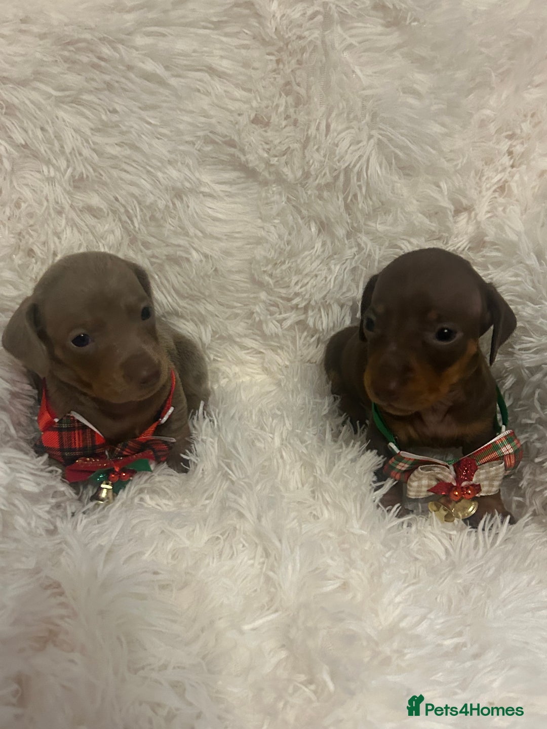 Miniature Dachshund dogs for sale: miniature dachshund puppies - Image 7