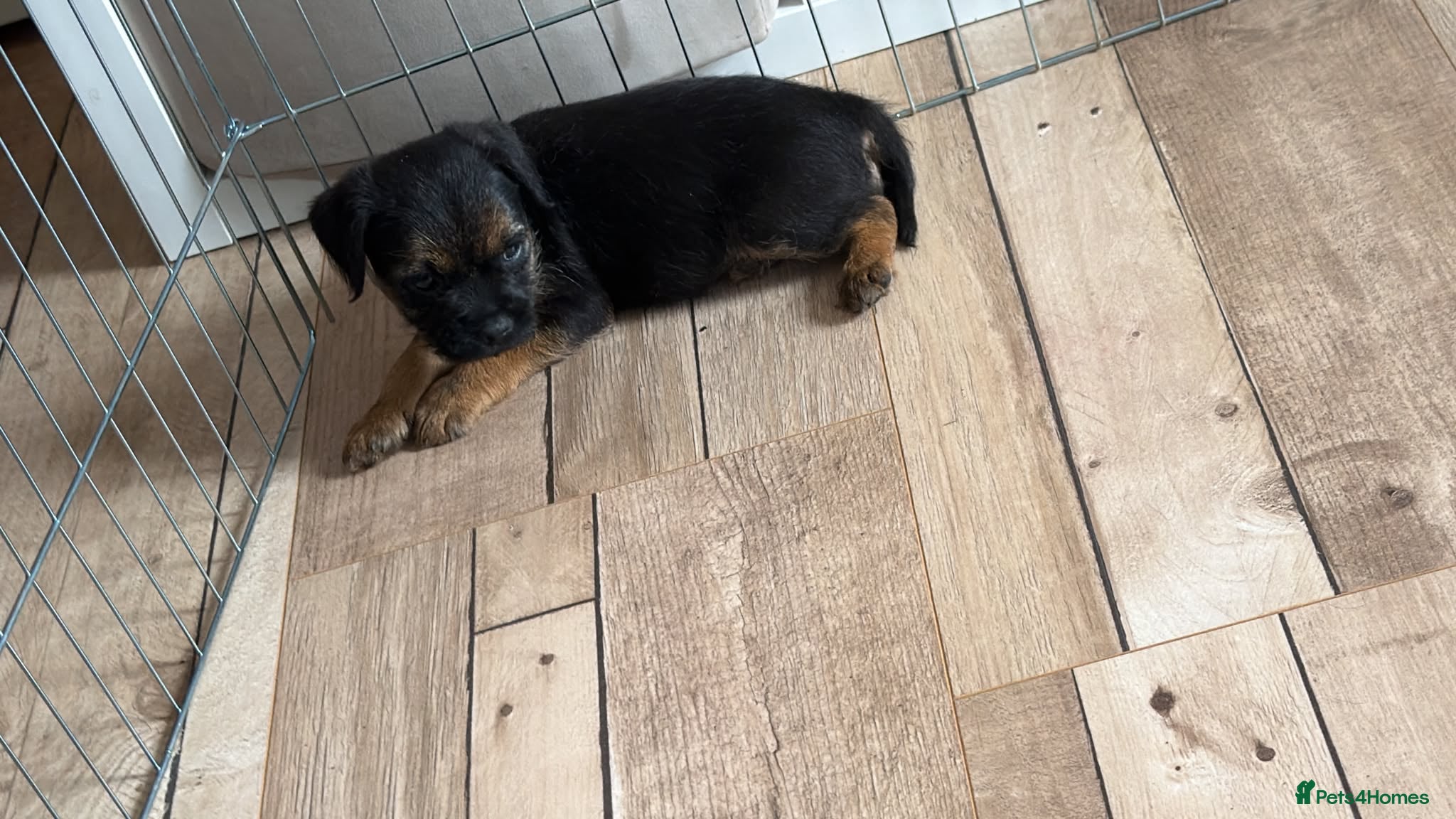 Border Terrier dogs LAST LITTLE BLUE&TAN BOY LEFT READY NOW!! - Advert 19