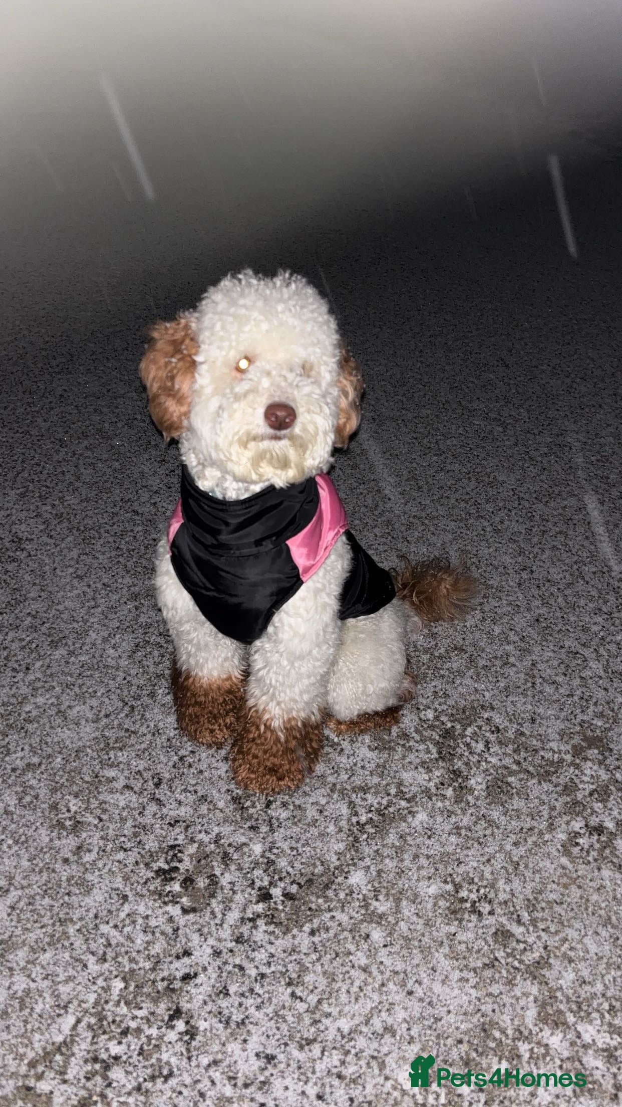 Miniature Poodle dogs Codi  - Advert 3