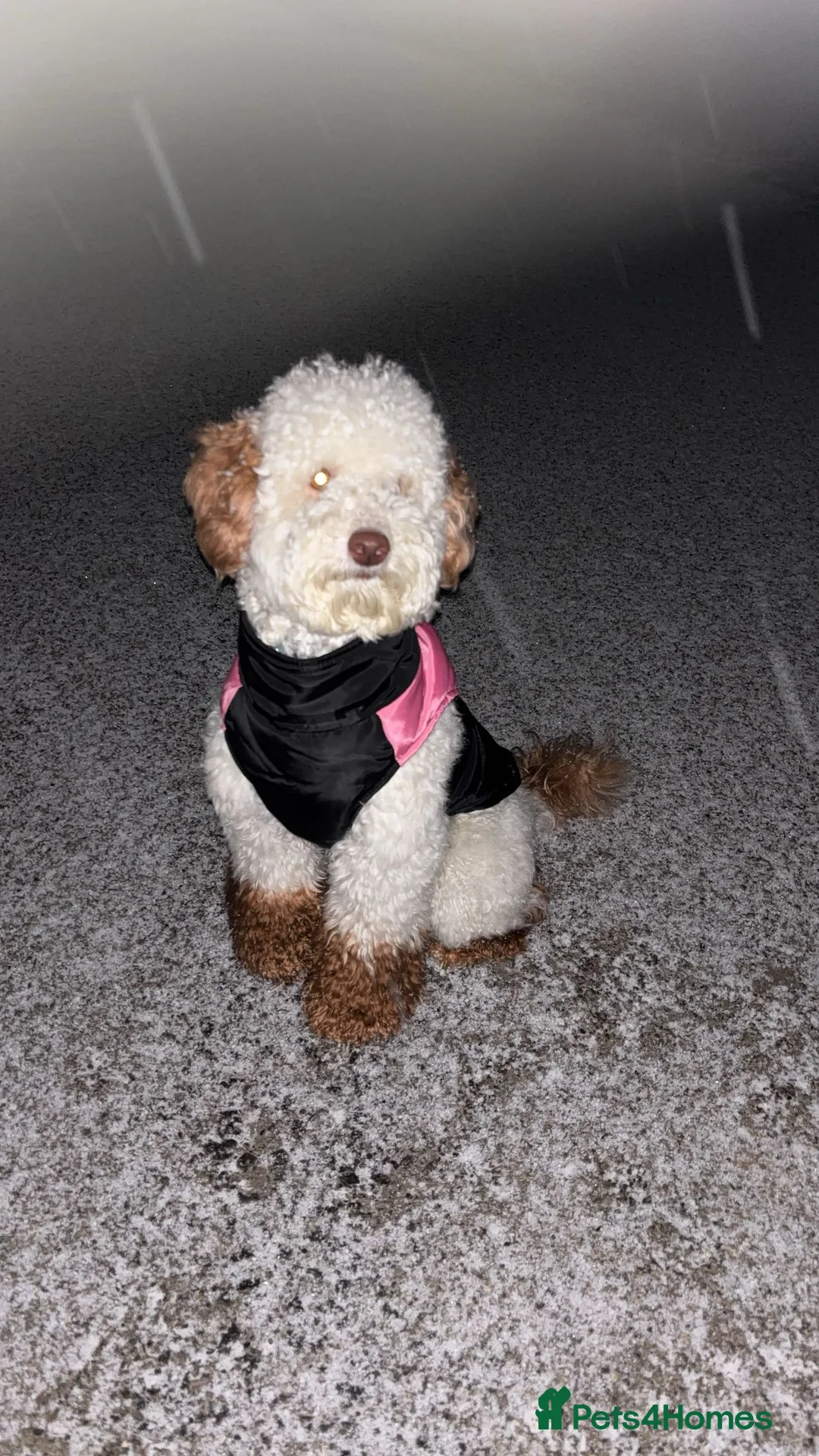 Miniature Poodle dogs for stud: Codi  - Advert 1