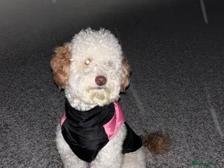 Miniature Poodle dogs Codi - Advert 3