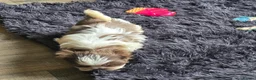 Shih Tzu dogs for sale: Amazing imperial shih tzu puppies ready now - Advert 33