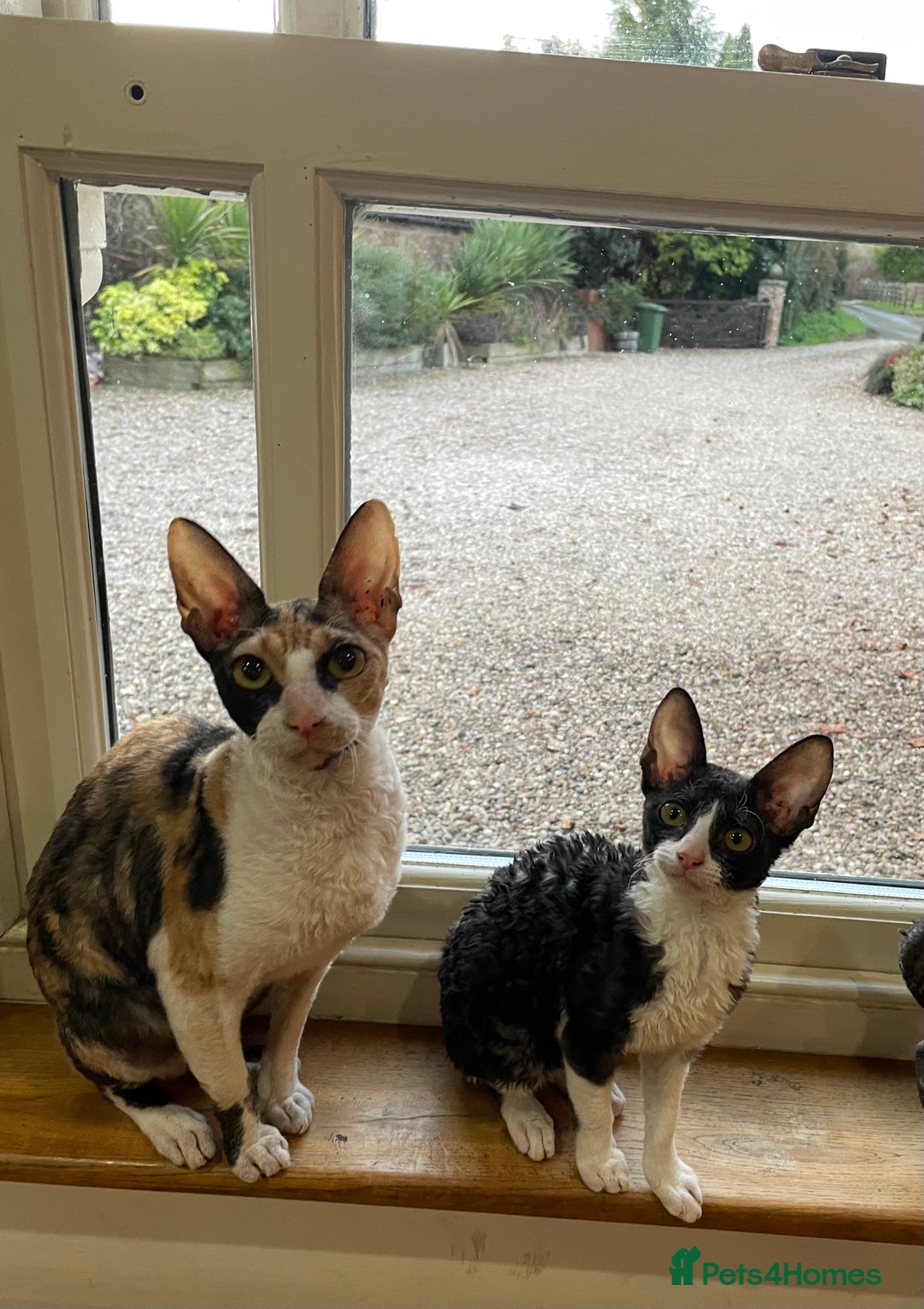 Cornish Rex cats for sale: ready now GCCF registered & PRA negative  - Advert 7