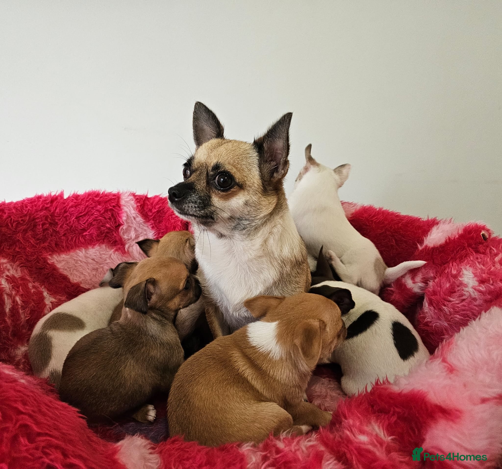 Chihuahua dogs Adorable Chihuahua puppies - Advert 4