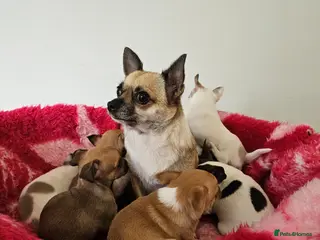 Chihuahua dogs Adorable Chihuahua puppies - Advert 4
