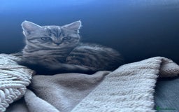 British Shorthair cats for sale: British shorthair mix  - Image 3