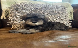 Miniature Schnauzer dogs for sale: Miniature Schnauzer Puppies  - Image 4