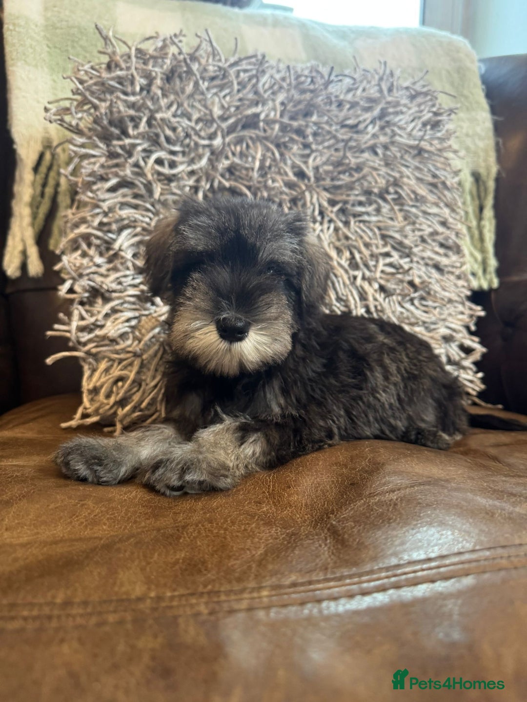 Miniature Schnauzer dogs for sale: Miniature Schnauzer Puppies  - Image 4