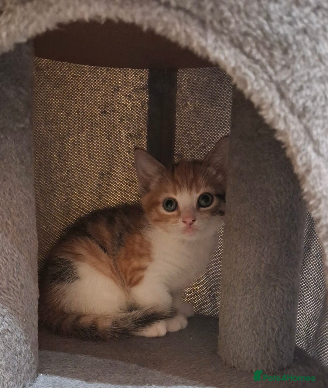 British Shorthair cats for sale: Exceptional kittens, unusual markings - Advert 11