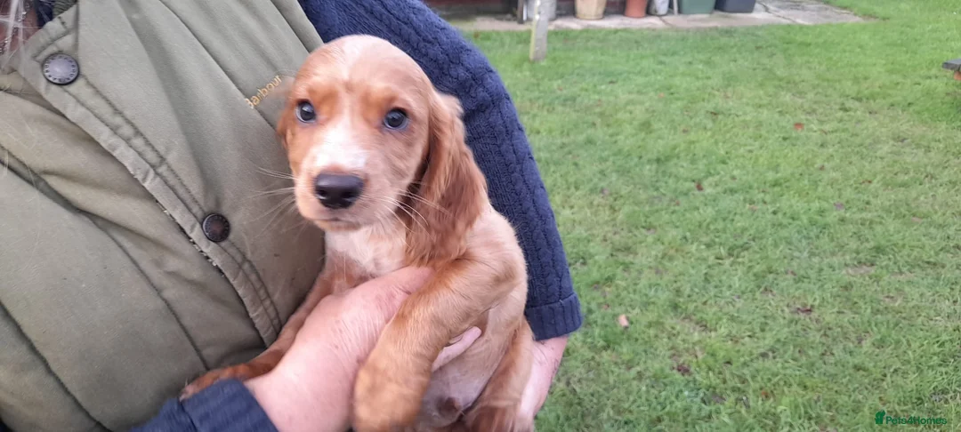 Cocker Spaniel dogs for sale: Working Cocker Spaniel - Advert 17