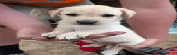Labrador Retriever dogs for sale: Farm reared Labrador puppies in Sheerness - Advert 19