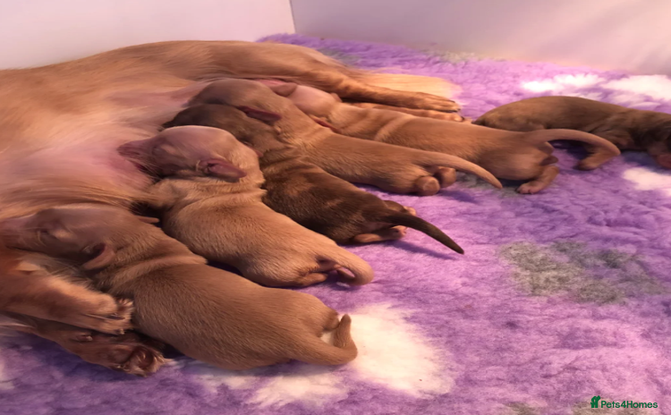 Miniature Dachshund dogs - Advert 3