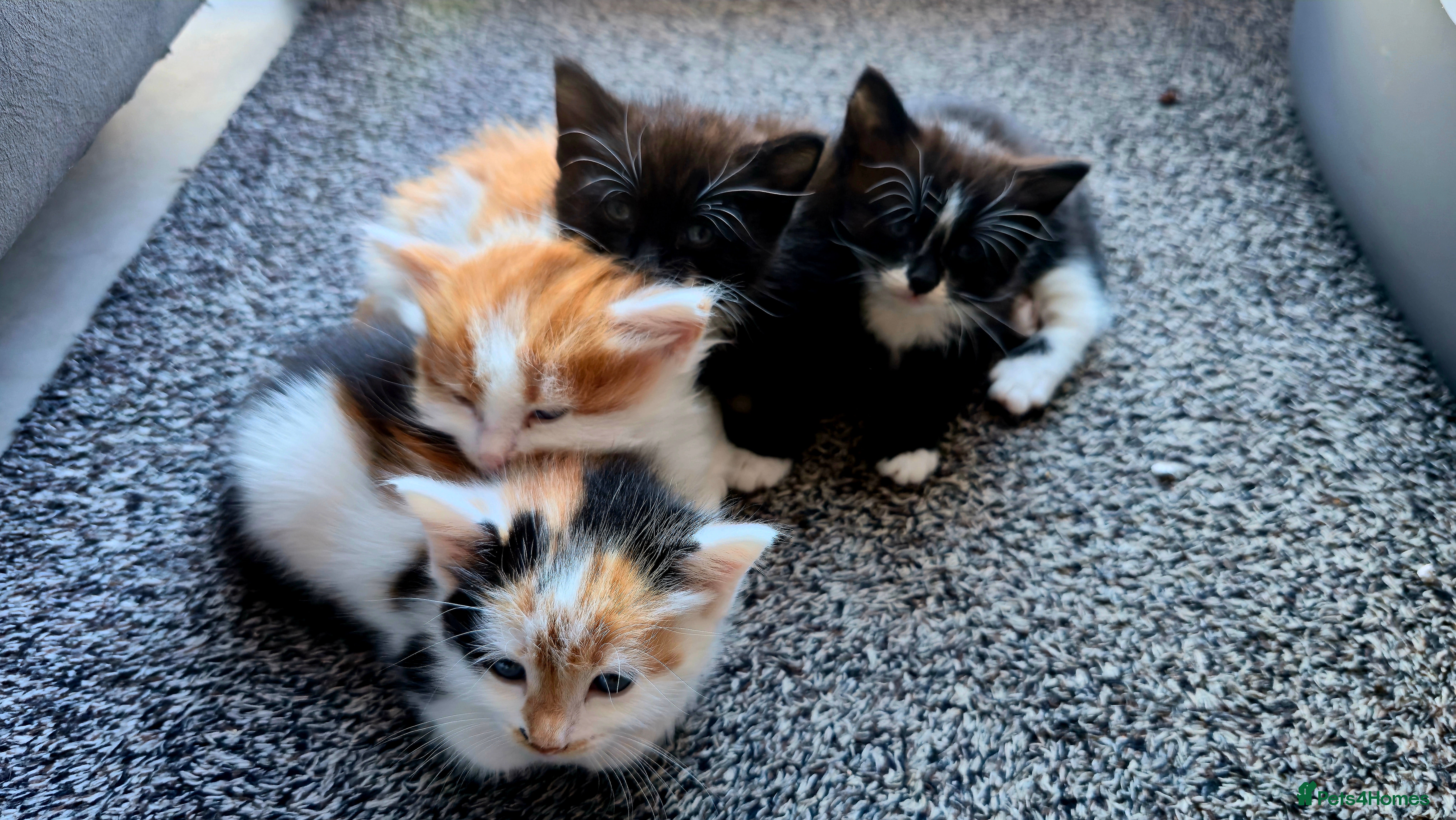 Mixed Breed cats Beautiful 9 Week Old Mixed Breed Kittens Ready Now - Advert 1